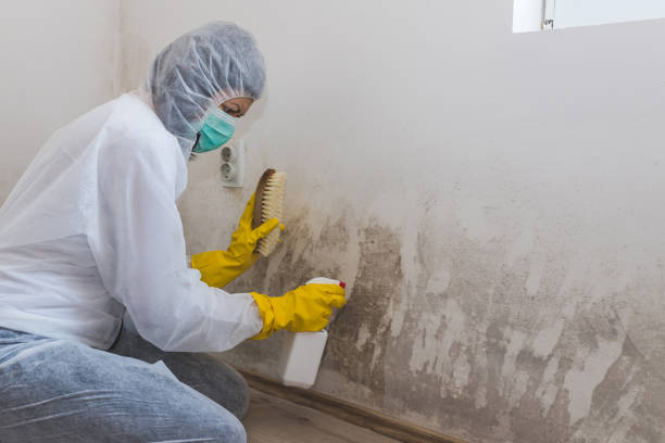 Why You Should Choose Our Mold Remediation Services in Claymont, DE